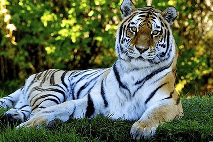 孕妇梦见老虎什么预兆