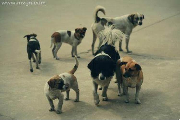 梦到很多狗围着自己