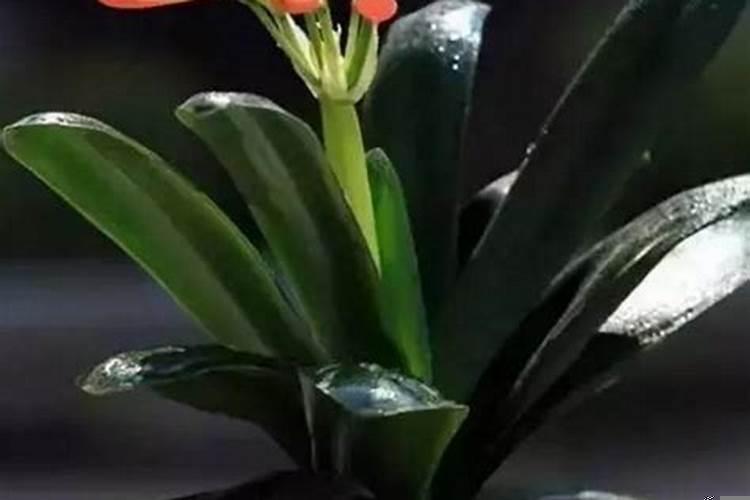 土命的人用什么旺财