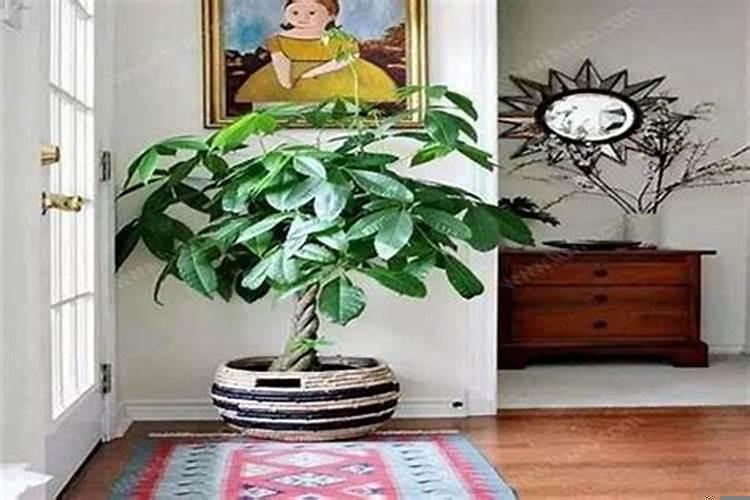 财位适合摆放什么植物好