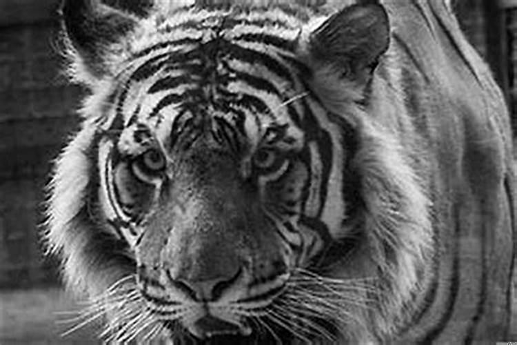 属虎的能戴金吗