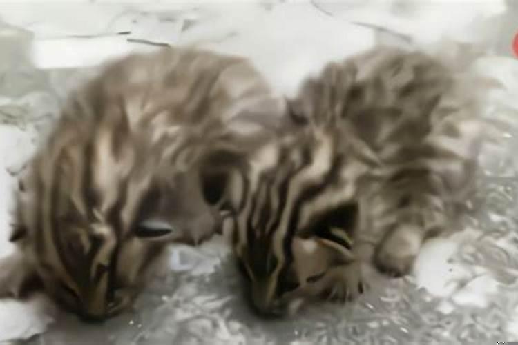 孕妇梦见坟墓和死人