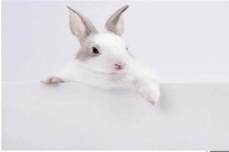 1999年属兔女一生命运怎么样