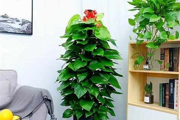 绿萝摆放位置和风水