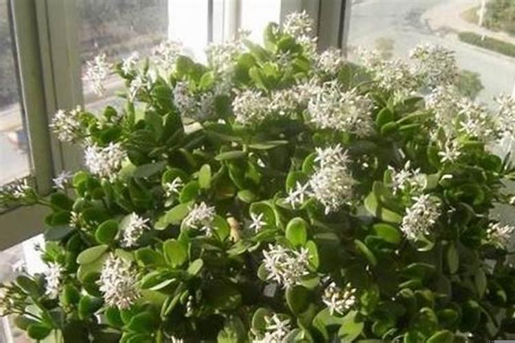 征兆与预兆的区别