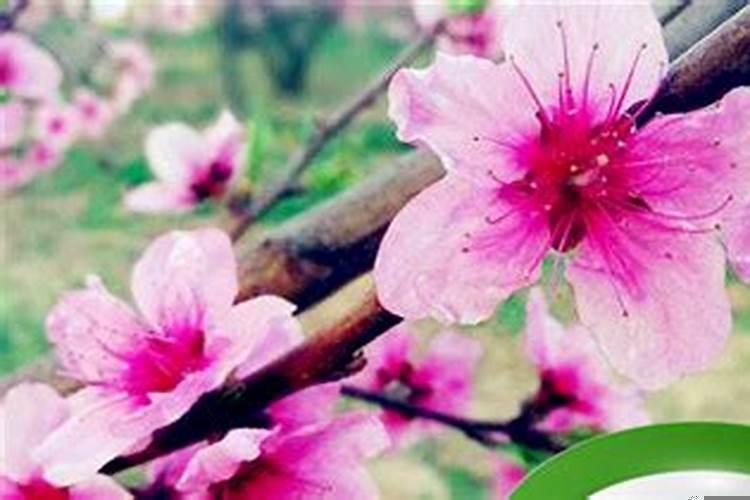 女命有烂桃花的八字