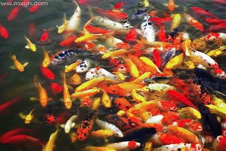 梦见水和鱼是什么征兆