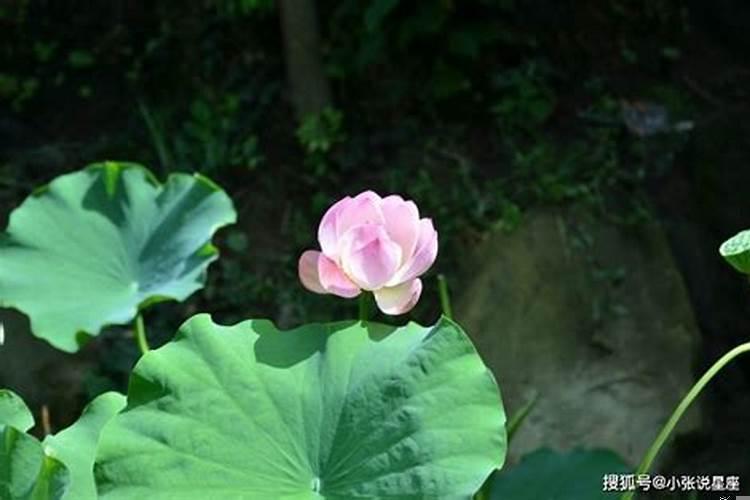 在婚姻中命不好的三生肖女