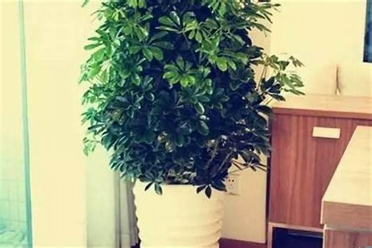 客厅做个屏风会影响风水吗