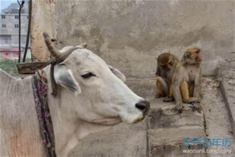 鸡和兔的属相合不合