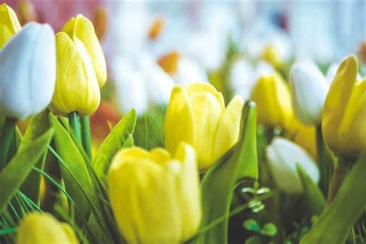 风火山林指什么生肖