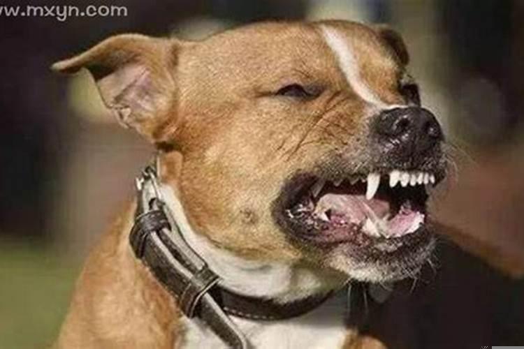 梦见儿子让狗给咬了,还出血了