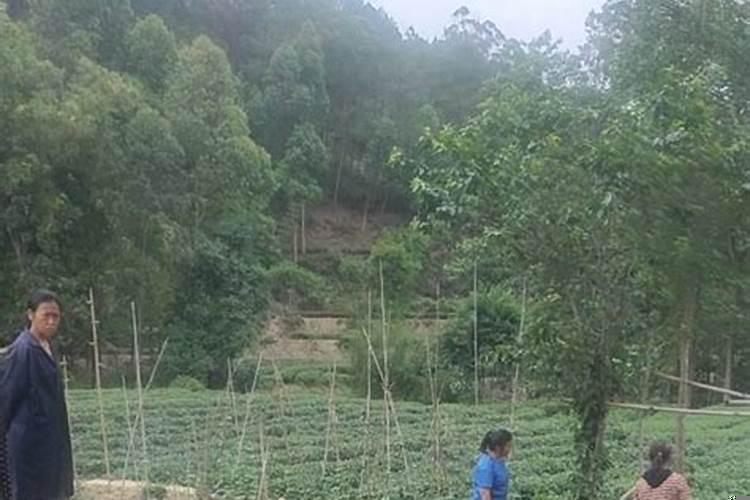 邻居家的化粪池正对我家大门