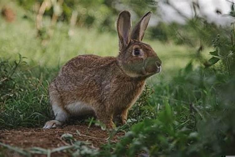 87年兔适合生什么属相