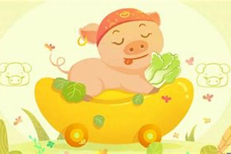 属猪的人命好吗2019年的