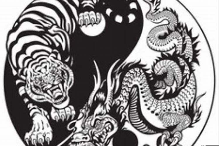 龙虎属相在一起好吗