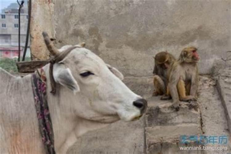 猴男和属牛女的婚姻怎么样