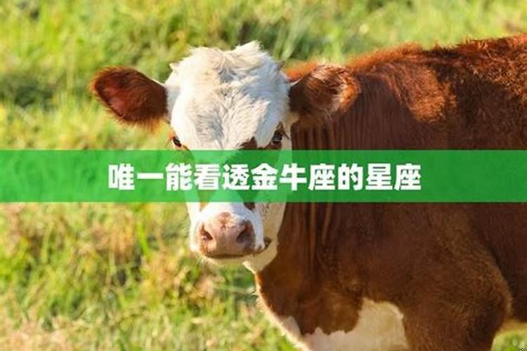 金牛女容易对哪个星座一见钟情