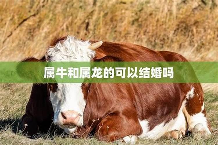 属牛的和属龙的婚姻合不合