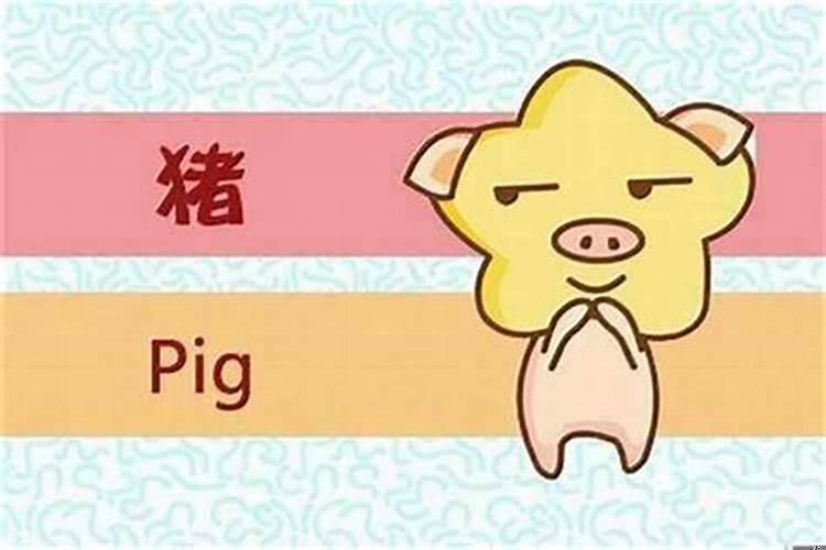 属猪的旺财植物是什么?