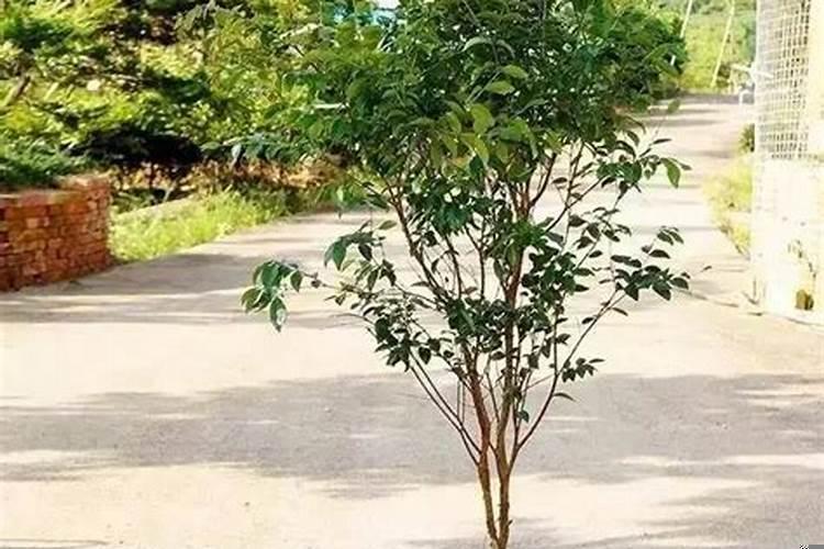 庭院种树有什么讲究