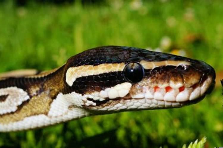 女人梦见红色的大蛇有什么预兆