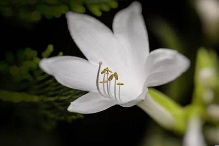 人美心善的星座女