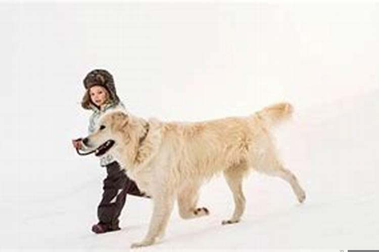 梦见狗来亲自己