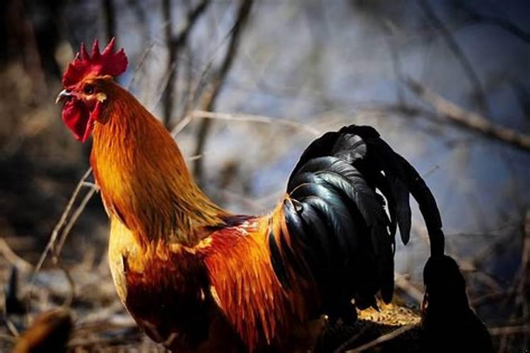 1981年属鸡带什么招财