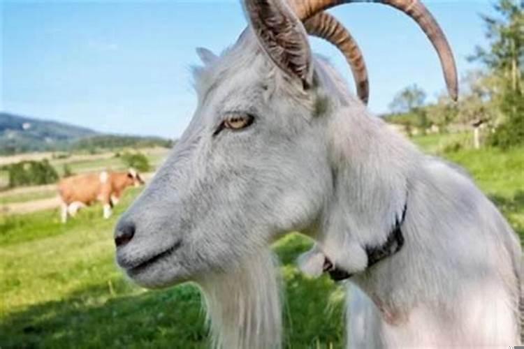 79年属羊的三合贵人