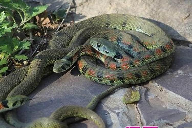 梦见蟒蛇咬我，但是没有咬伤我