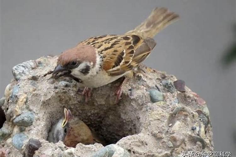 房顶上麻雀太多了有什么办法能赶走