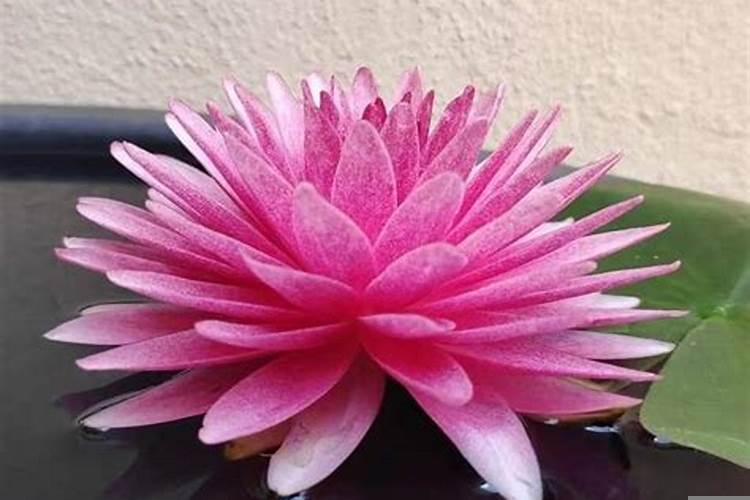 乙亥生于丑月透丙火