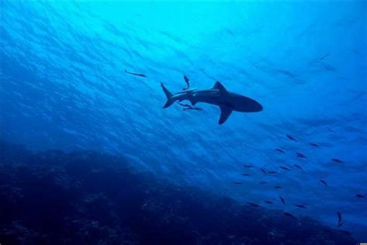 做梦梦见抓到一条大红鱼