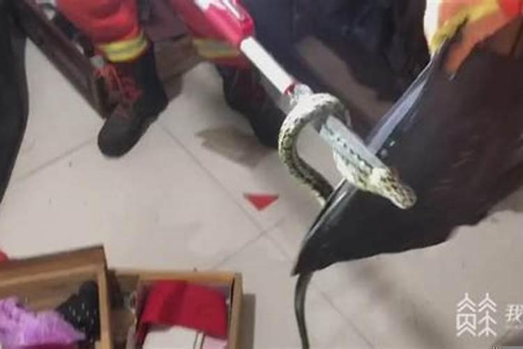 驱蛇最有效的方法是什么