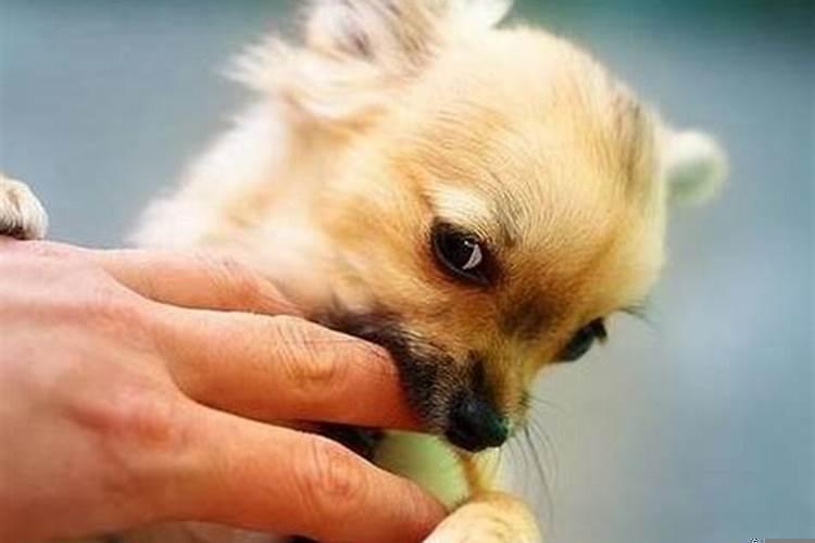 梦见狗咬我，我把狗打死了，出血了