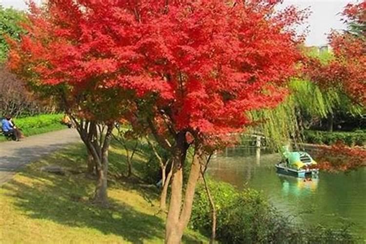 枫树的叶子有什么特点?