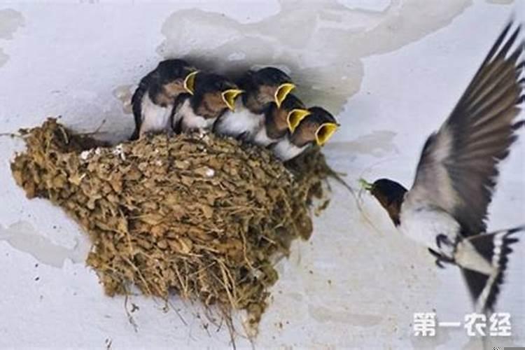 燕子来家做窝是不是这家要发财