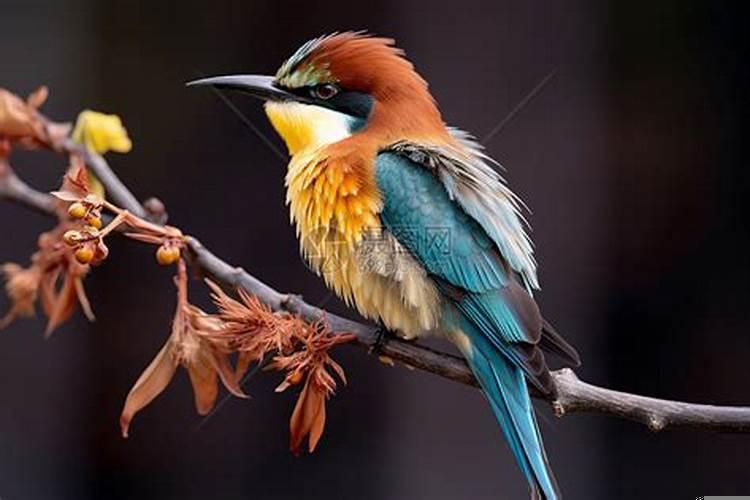 梦见抓住漂亮的鸟是什么意思