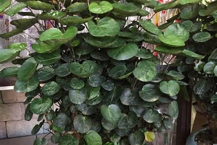 赚钱能力强的女人面相