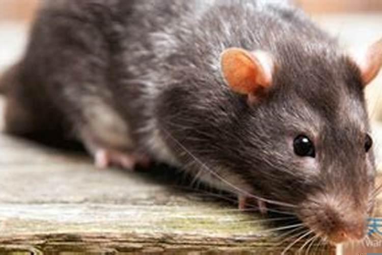 老鼠和老鼠配婚姻好不好