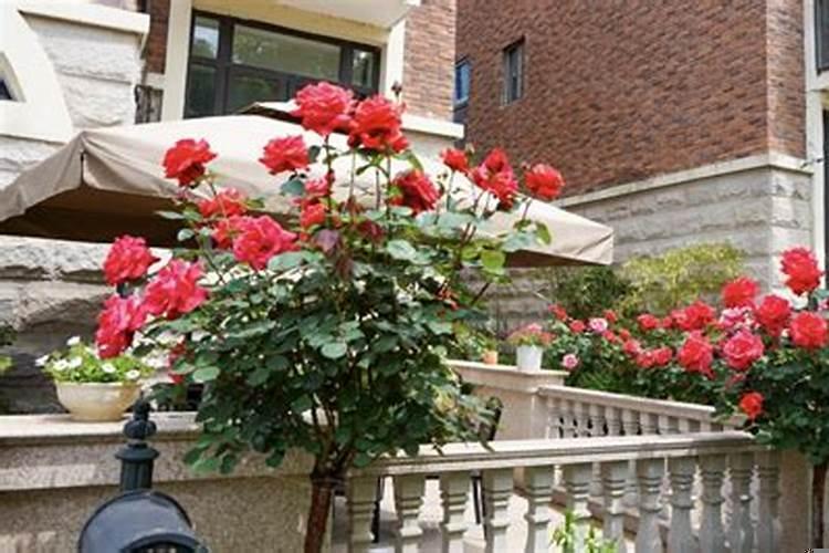 别墅门口栽什么花