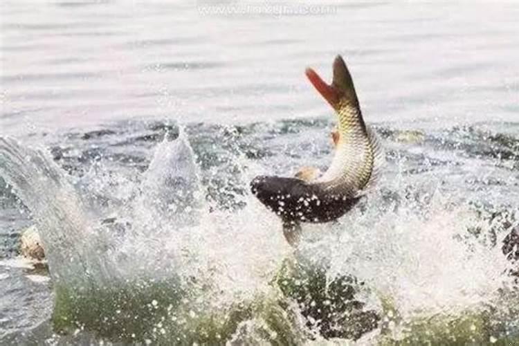 做梦梦见抓到一条大红鱼