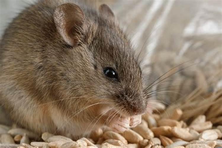 老鼠和老鼠配婚姻好不好