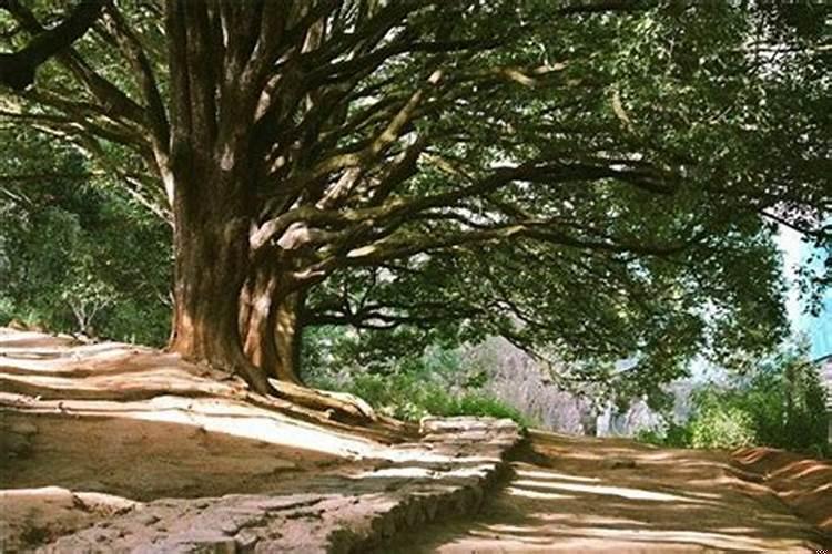 双子座会复合吗