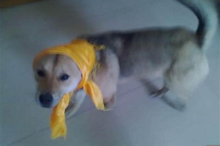 梦见狗咬我，我把狗打死了，出血了