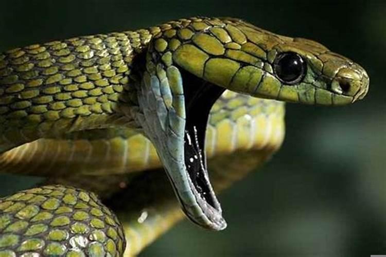 梦见蟒蛇咬我，但是没有咬伤我