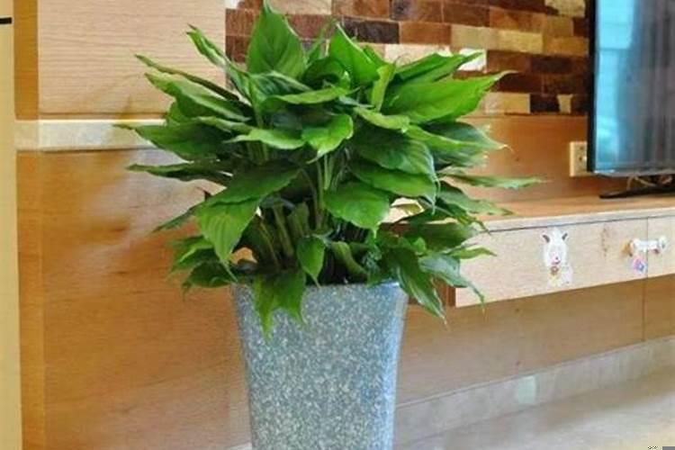 农村平房大门口风水禁忌