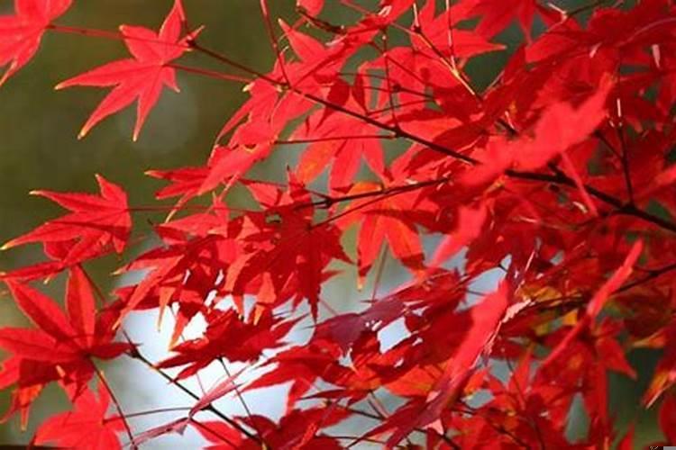 枫树的叶子有什么特点?