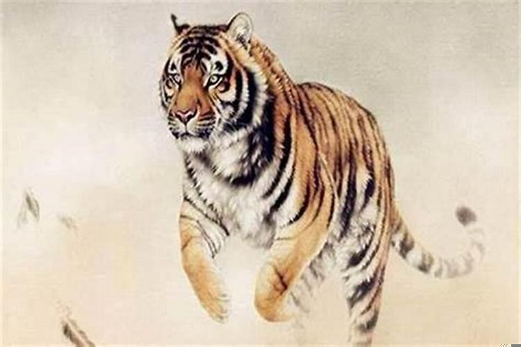 为什么都说属虎命不好